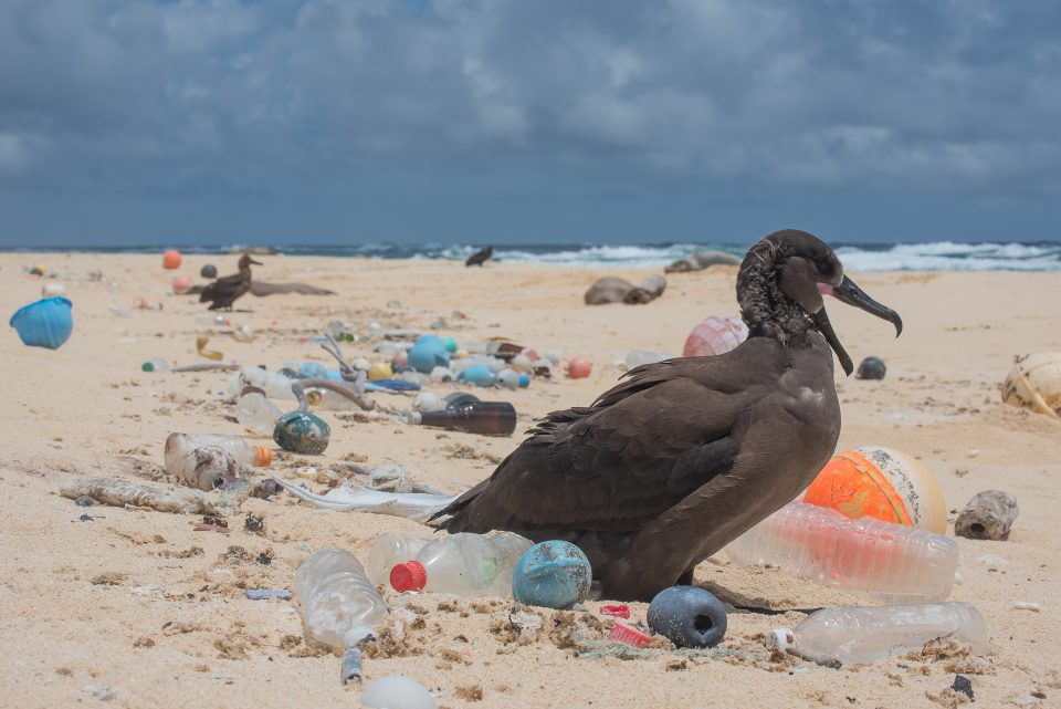 A bird surrounded by ocean plastic on the Northwestern Hawaiian Islands. Photo credits: Matthew Chauvin, Great Pacific Garbage Patch, ocean plastic pollution, save oceans, help clean oceans,